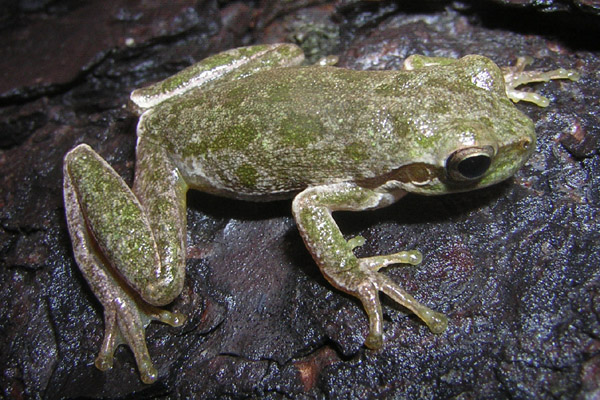 Raganella di colore atipico - Hyla sarda